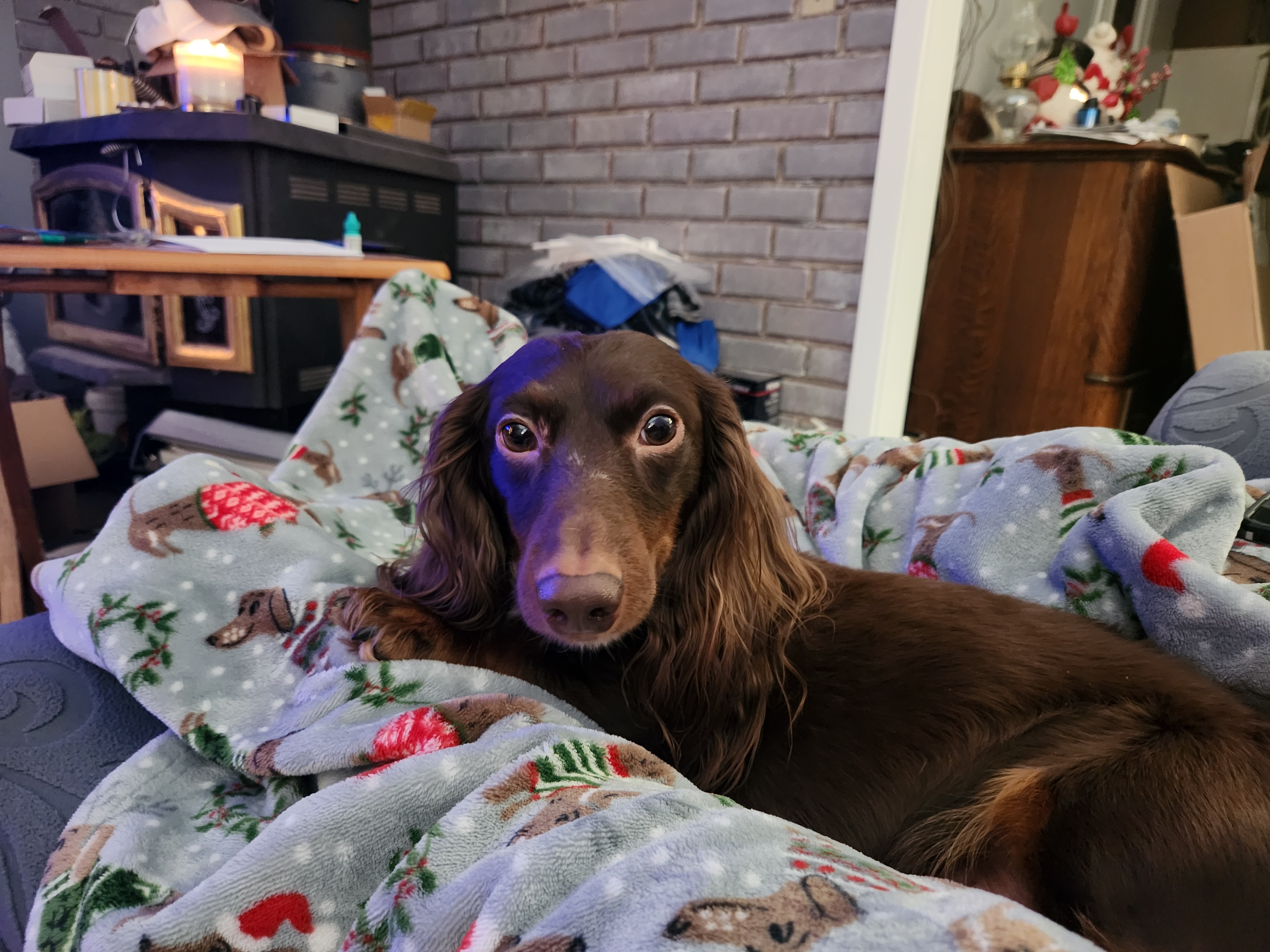 lost dog named Dax